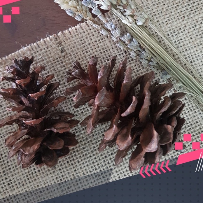 PINE CONE MAINAN GIGIT HAMSTER DAN BAHAN HIASAN MAHAR SESERAHAN RUSTIC FEFARM