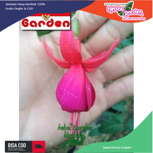 Lampion bunga merah - Fuschia red - bunga anting merah