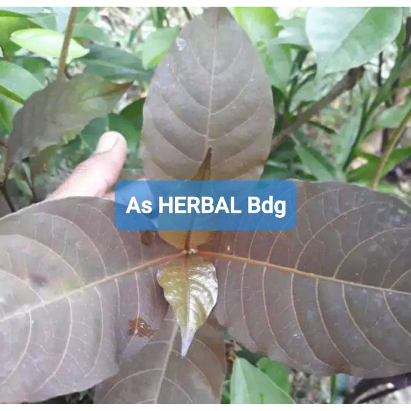 

Daun ungu atau handeuleum segar per 10 lembar-az