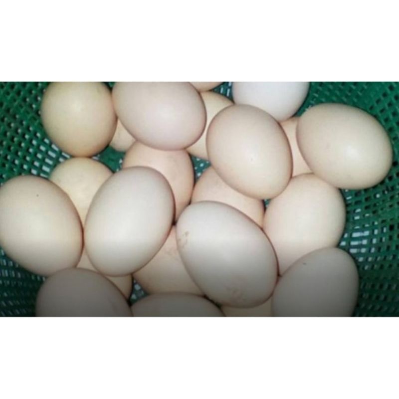 

ayam kampung asli
