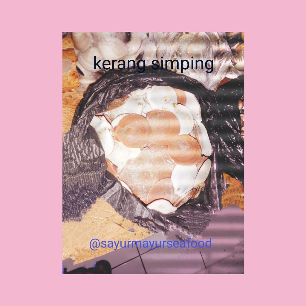 

kerang simping