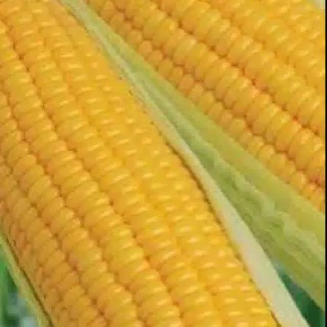 

Jagung hawai 1kg
