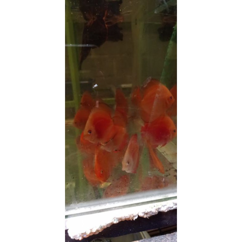 ikan hias discus red melon ukuran 2 in