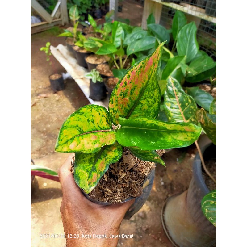 Aglonema hengheng + pot