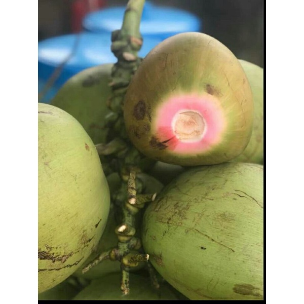 kelapa hijau untuk obat (kelapa ijo serat merah)