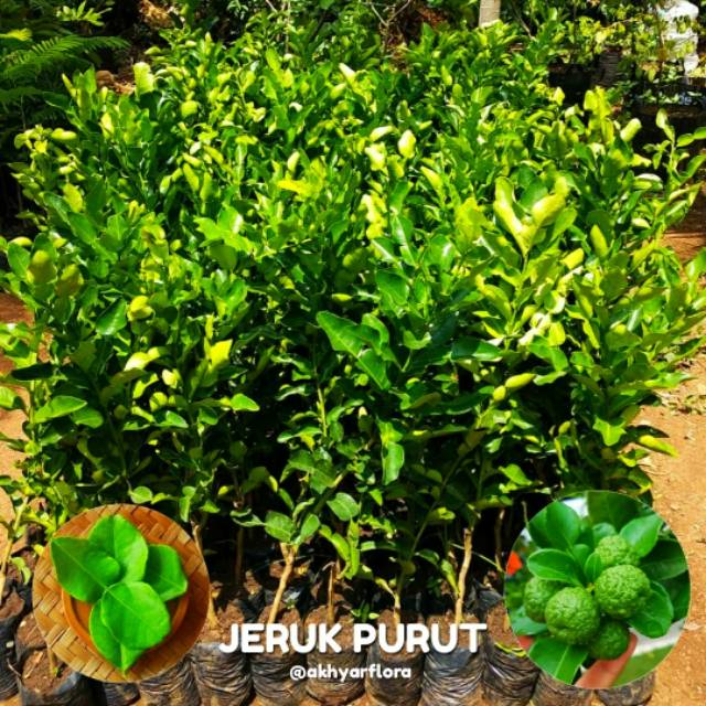 Bibit Jeruk  Purut  Pohon  Jeruk  Purut  Tanaman Buah Jeruk  