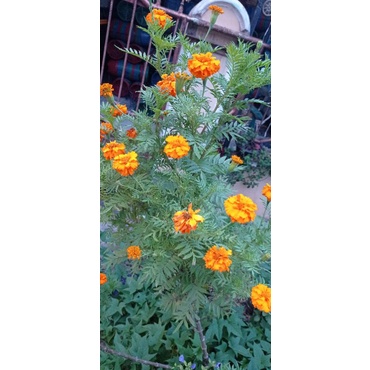 Benih African Marigold 50 benih