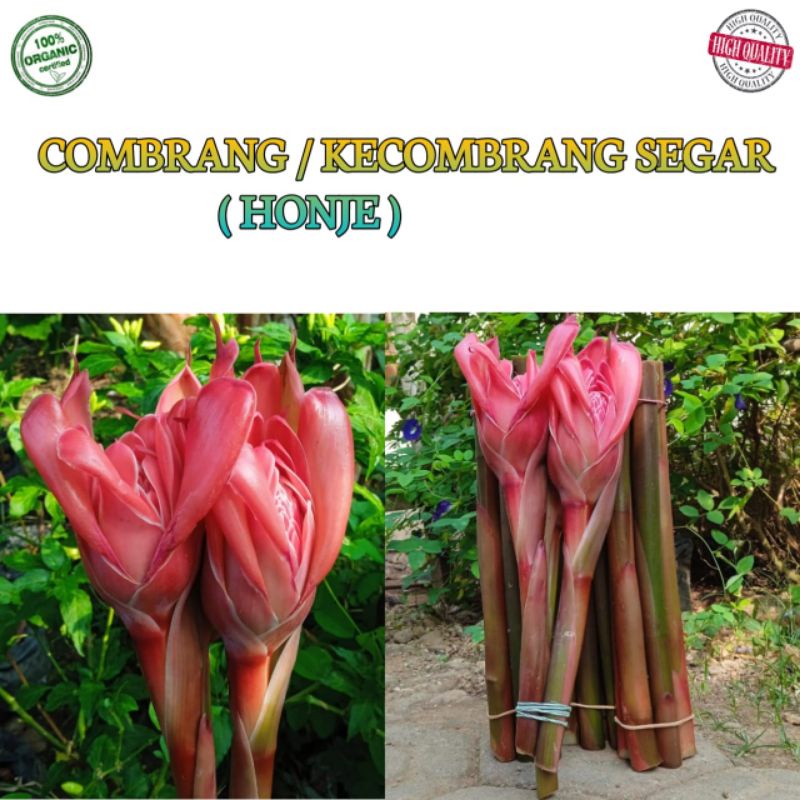 

kecombrang / combrang segar