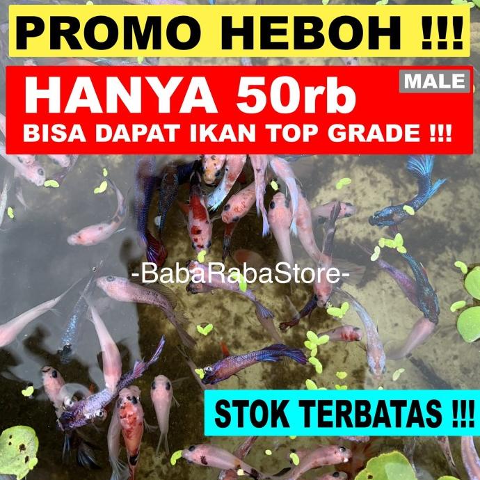 

Giant Multicolor Galaxy Fancy BO Super Top Grade Ketapang Toples Kutir