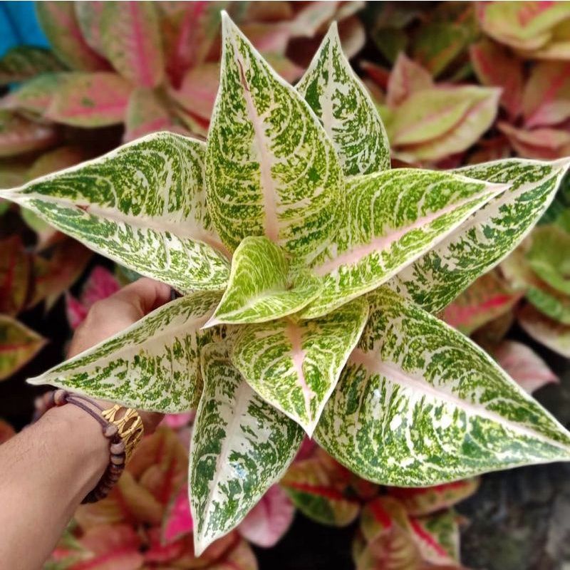 TANAMAN HIAS AGLONEMA TIARA PUTIH