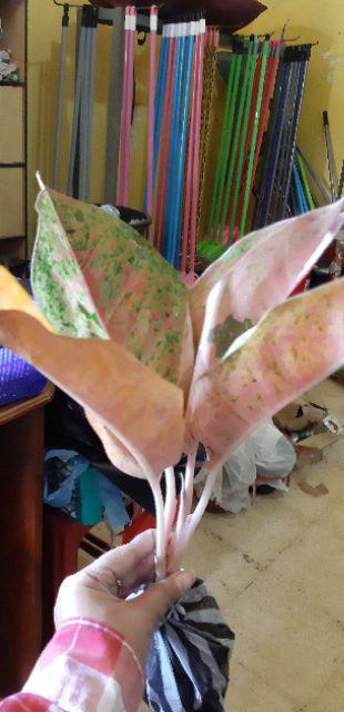 Aglonema Big Roy / Lulaiwan Ukuran Besar / Tananaman Hias Big Roy