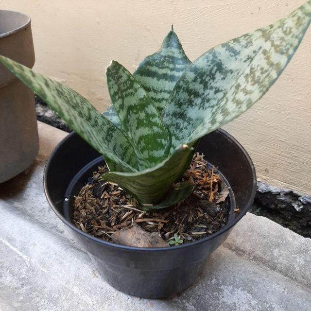 Sansivera Trifasciata / Sansiviera Belang / Sansevieria / Sansivieria