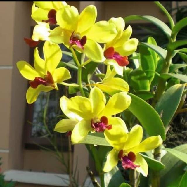 Anggrek dendrobium burana jade