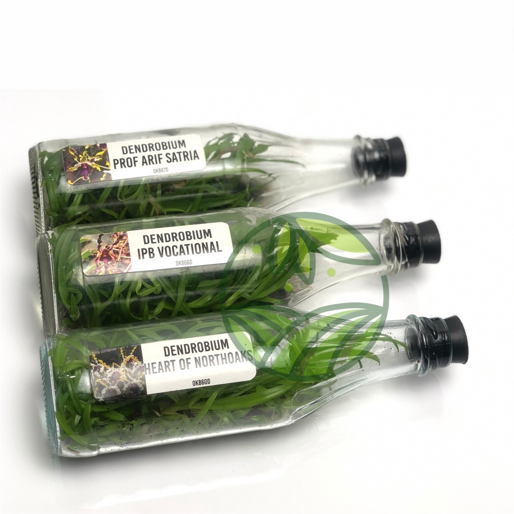 Anggrek Dendrobium Botolan Melintir 1 Botol Isi 50-60 Plant