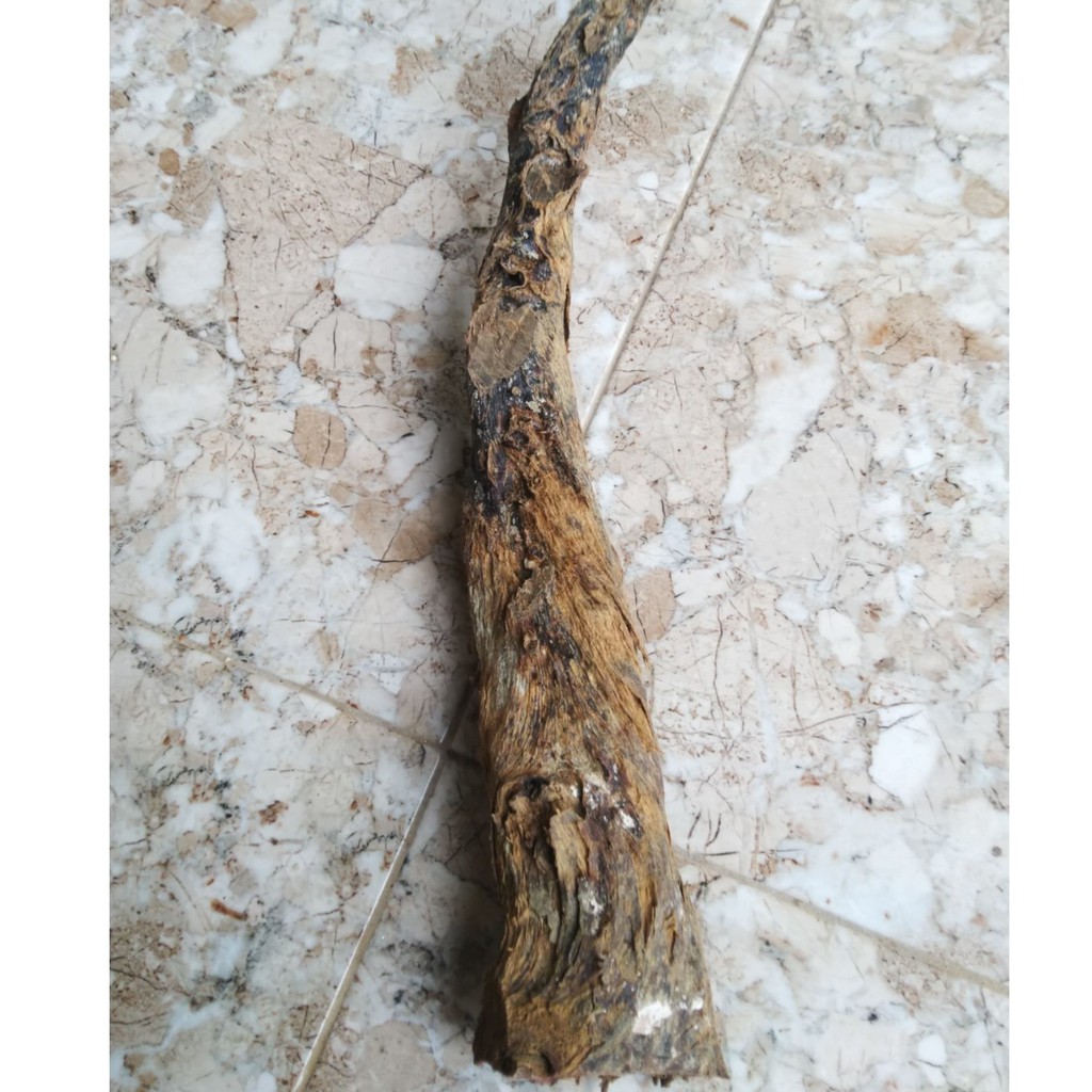 BAHAN AKAR BAHAR SUPER JUMBO BERKUALITAS ORIGINAL