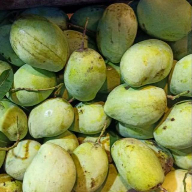 Mangga Indramayu 1kg