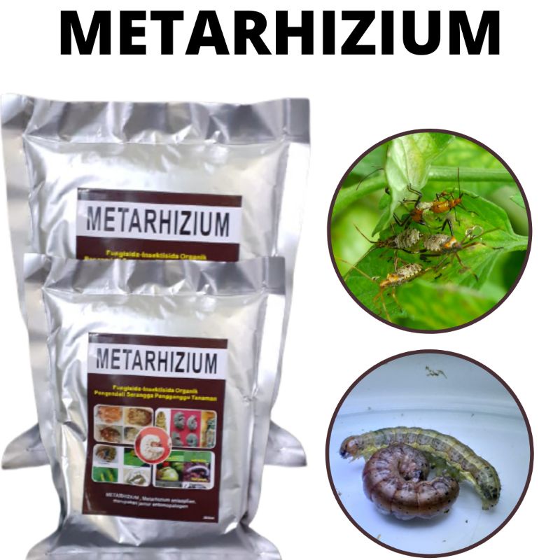 Metarhizium Obat Wereng Ares, Obat Wereng Alami Paling Ampuh
