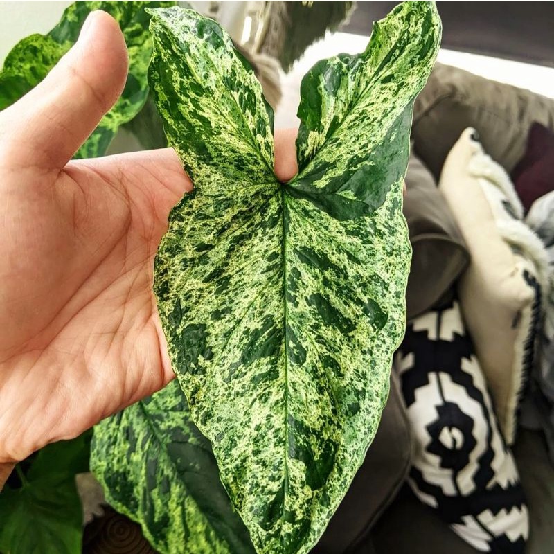 Syngonium Mojito / syngonium / singonium / syngonium pink / singonium pink / singonium pink splash  