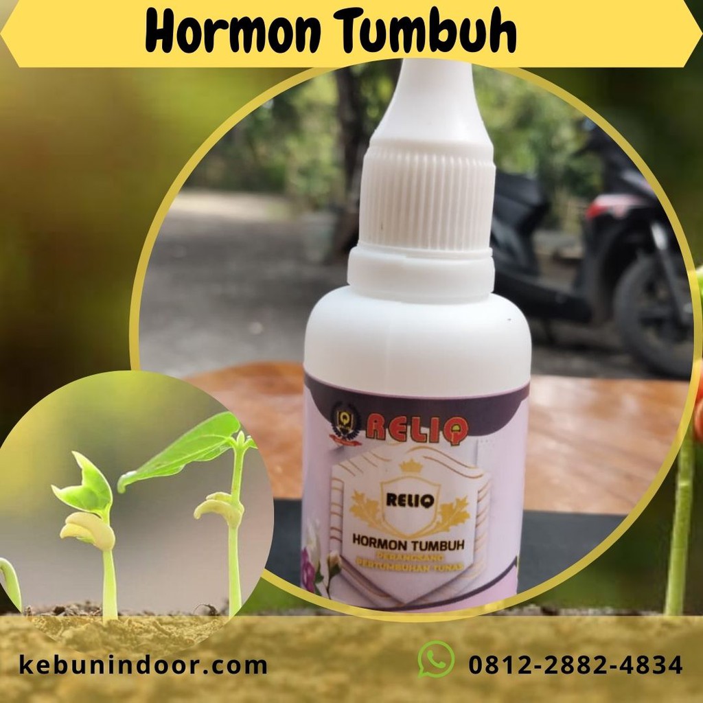 RELIQ - Hormon Tumbuh, Hormon Tunas Bunga Aglonema, BISA COD Hormon Pertumbuhan Tanaman