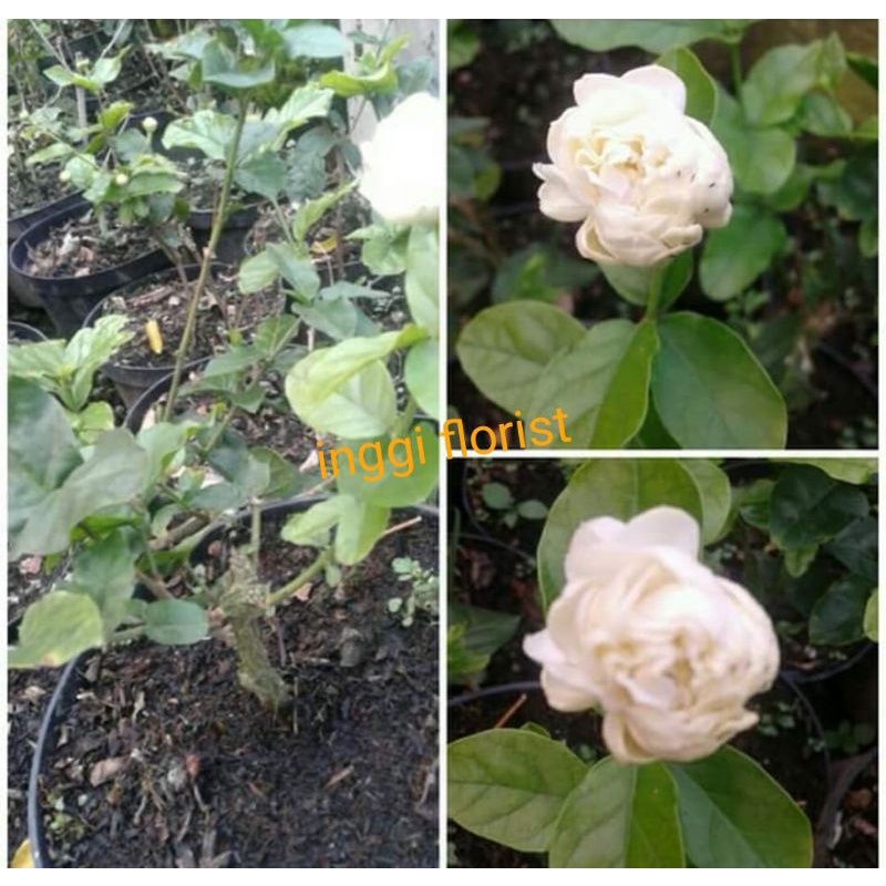 bibit bunga melati Tumpuk