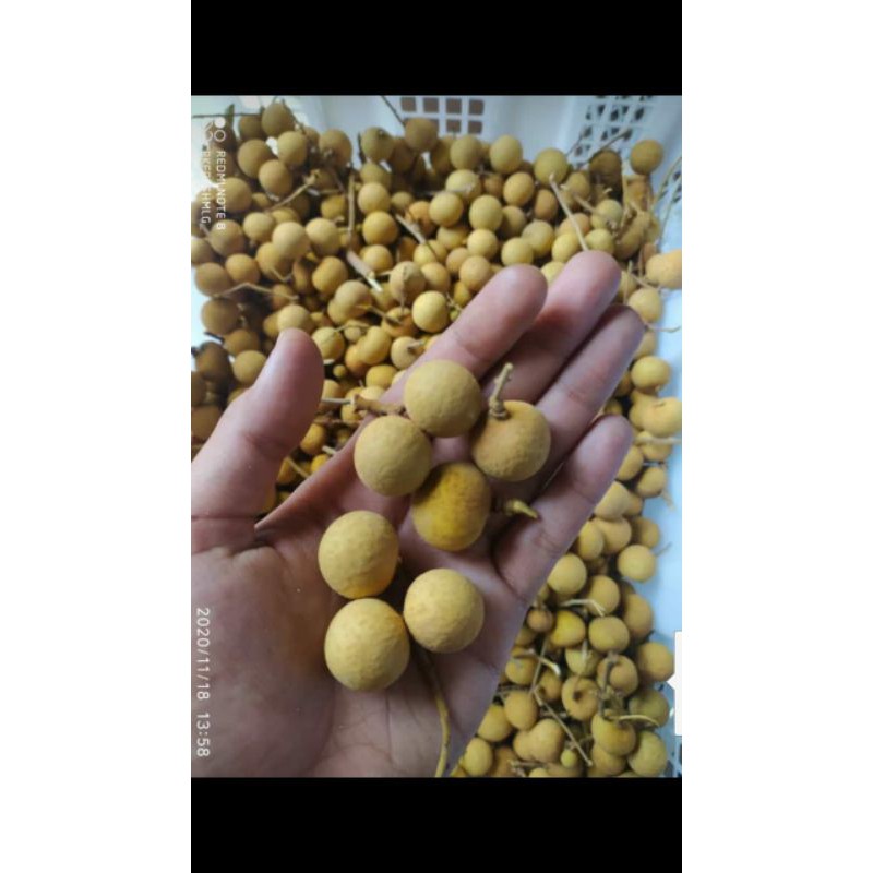 

buah klengkeng 1000gr