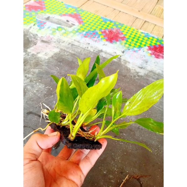 anubias sp Aquascape