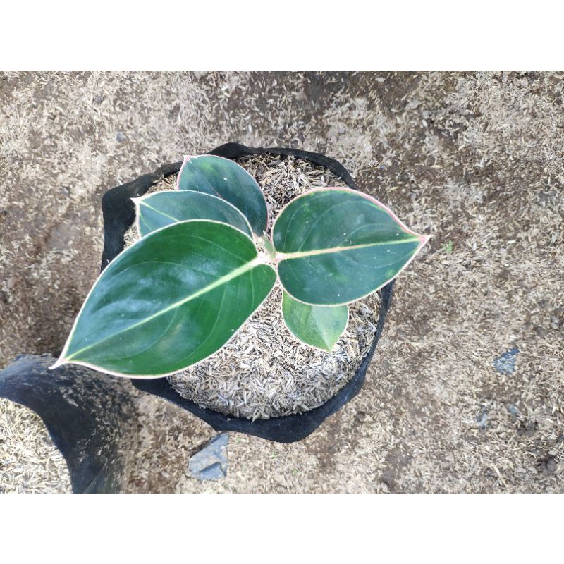 aglonema lipstik flaminggo