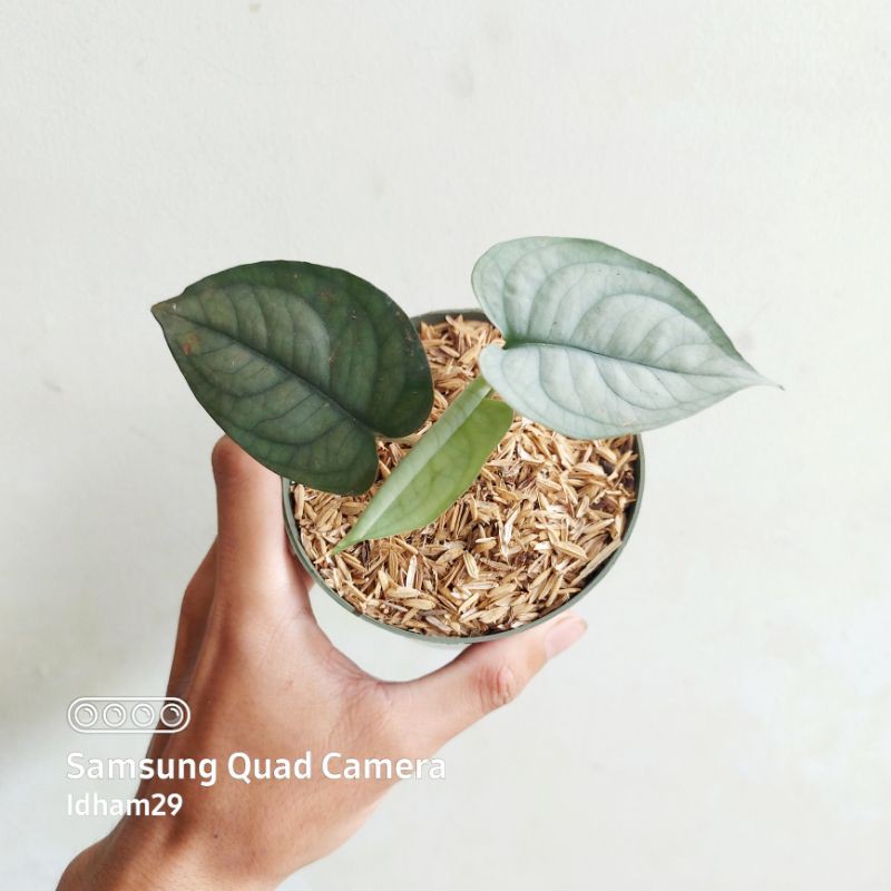 Tanaman Hias Scindapsus Lucens