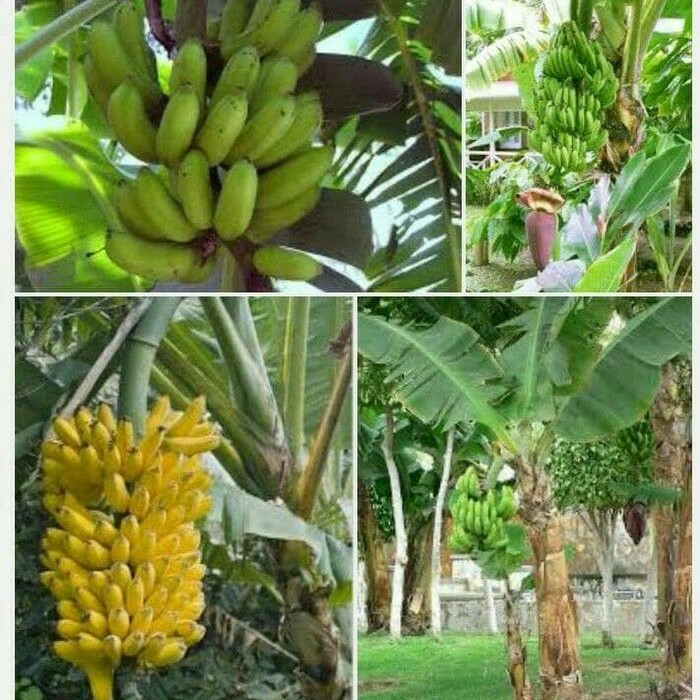 Jual Paket 4 Jenis Bibit Tanaman Buah Pisang Shopee Indonesia