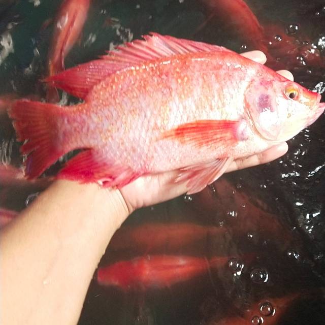 

Ikan nila merah segar hidup 1kg