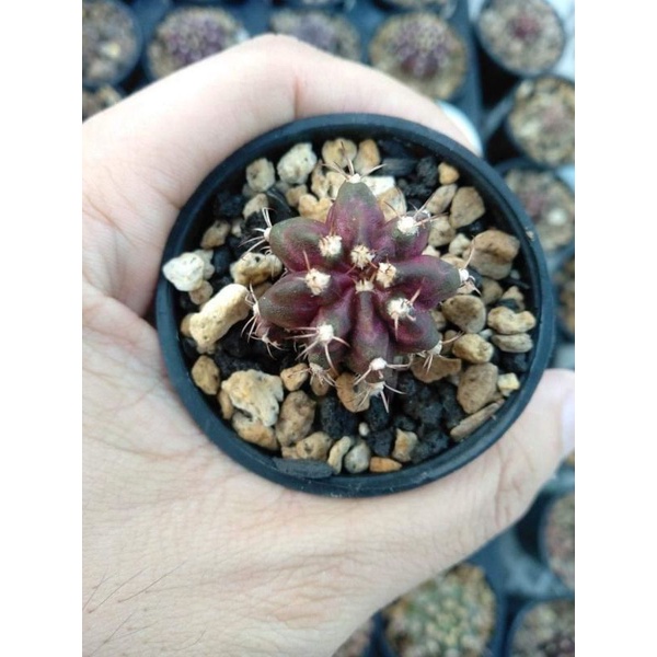 Kaktuy Gymnocalycium/Gymno Tlux/ T-Lux