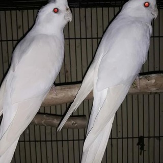 Pet Cockatiel Falk Parkit Australia Perawatan Burung Shopee