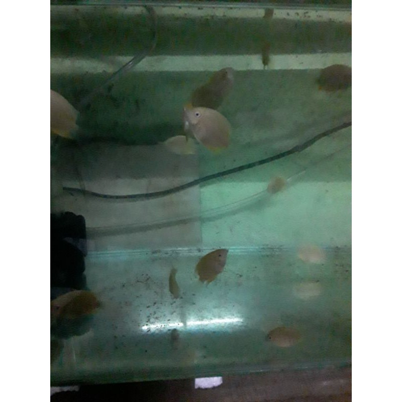 ikan golden severum