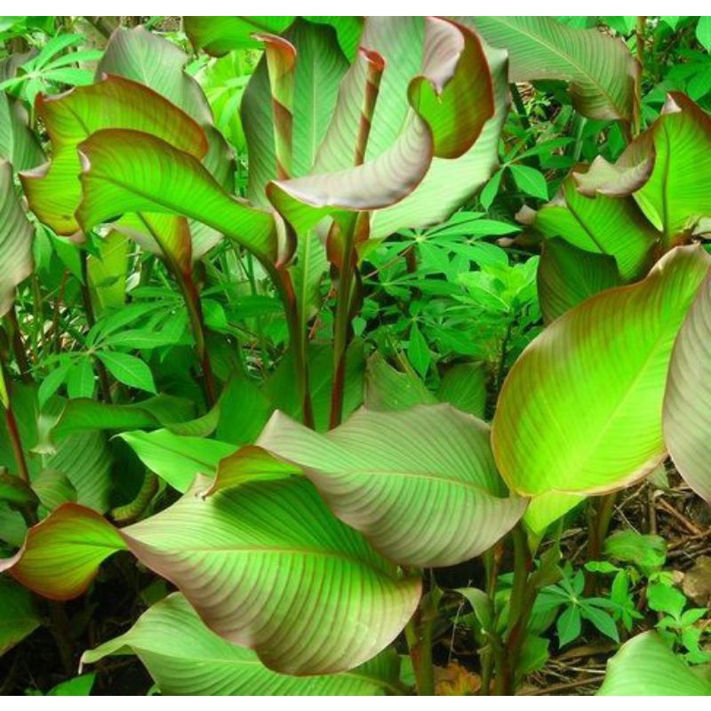 BIBIT HIDUP TANAMAN HIAS GANYONG / CANNA DISCOLOR