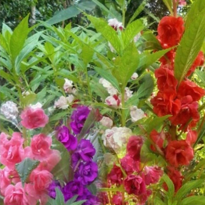 20 butir benih pacar air mix