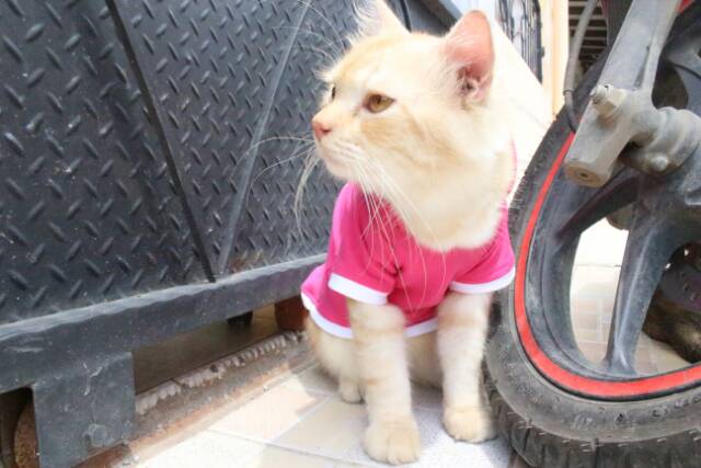 Kaos hoodie pink funky imut polosan (non sablon) / kaos kucing anjing / baju kucing size S M L XL