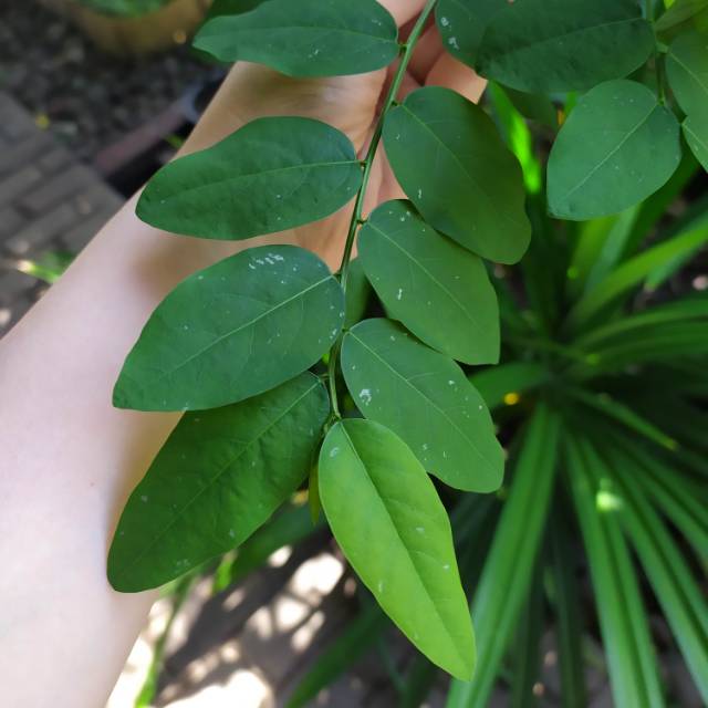 

Daun Katuk Organik (/60 gr)