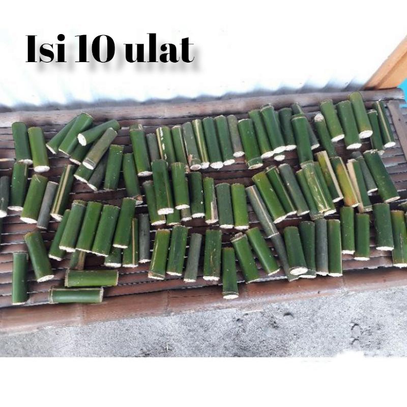 Ulat bambu umpan mancing / Cangcilung / cilung / empan burung