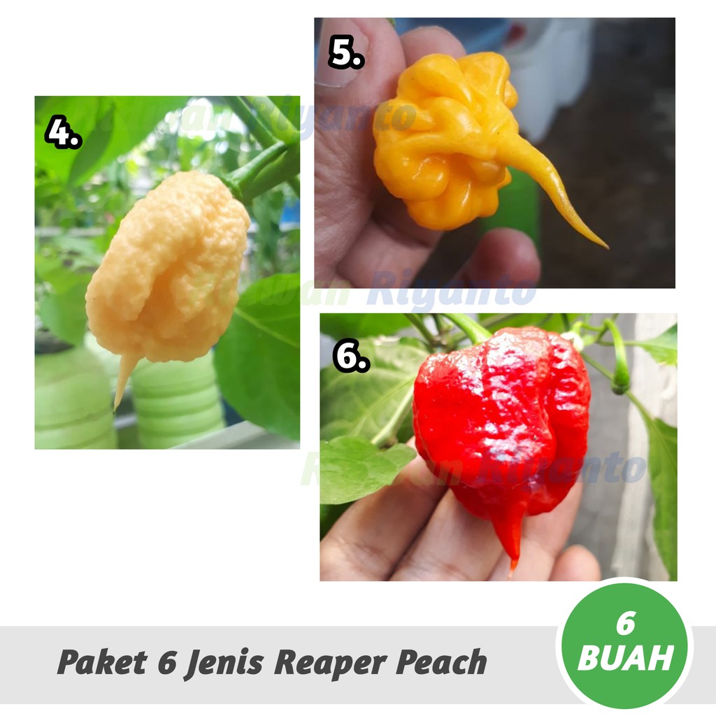 PAKET 6 Jenis BUAH Cabai CAROLINA REAPER Series Cabe Terpedas Nomor 1 di Dunia