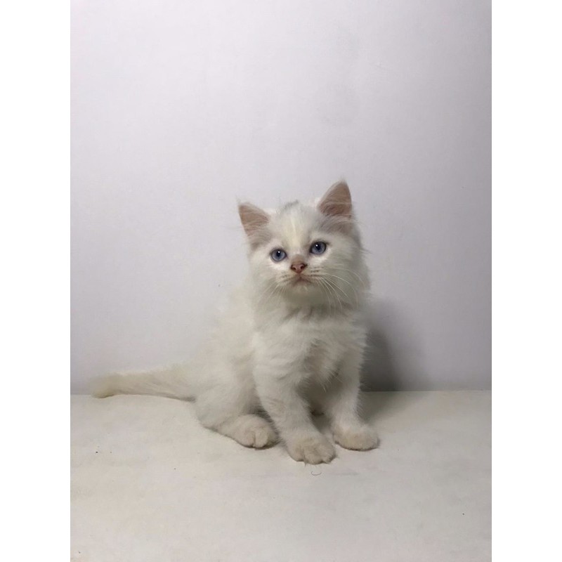 kucing persia mixed mainecoon white solid