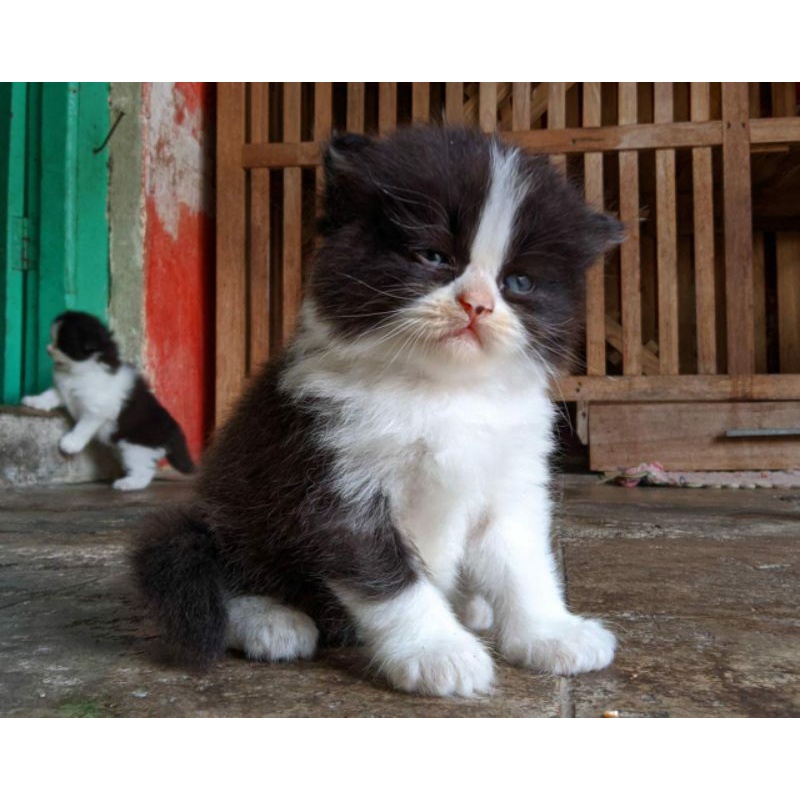 KITTEN PERSIA BULU KAPAS