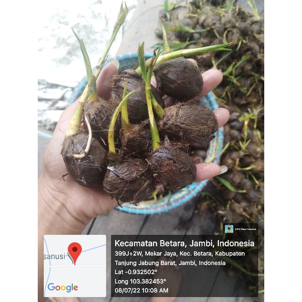 Pinang Betara kecambah Quality A B C