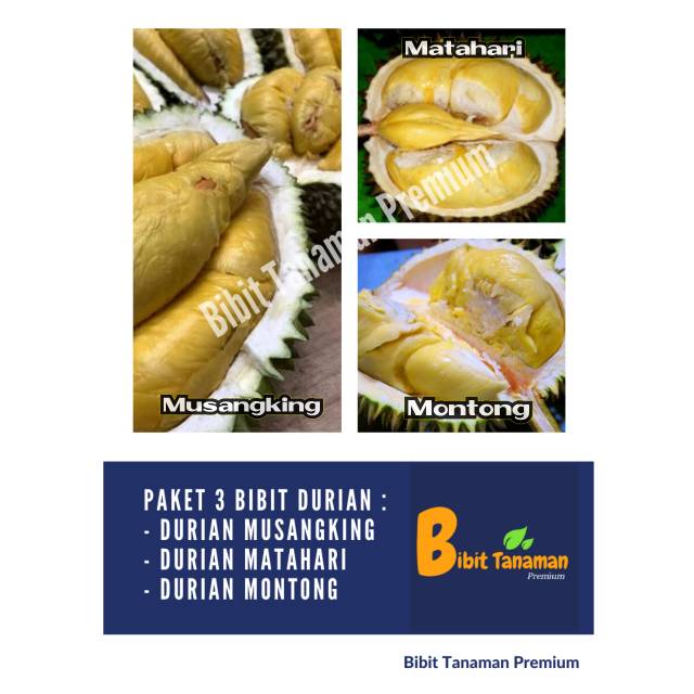 PAKET 3 BIBIT DURIAN MUSANGKING, DURIAN MATAHARI DAN DURIAN MONTONG (BIBIT TANAMAN PREMIUM)