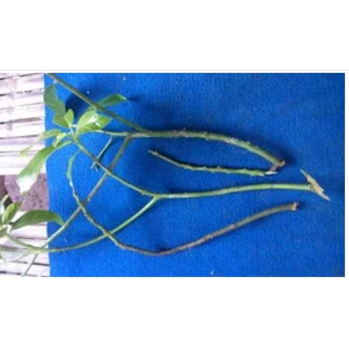 10 Entres Pucuk Alpukat Miki Super Unggul Termurah