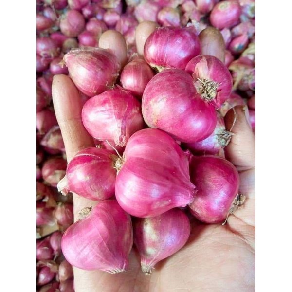

Bawang Merah Probolinggo 1/2 Kg dan 1 kg + free kardus packing