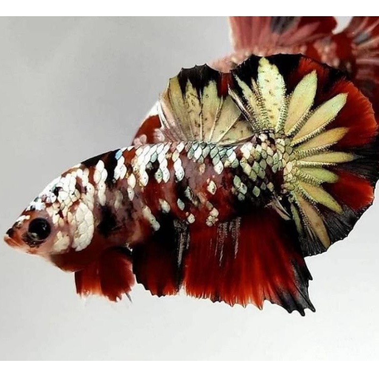 Jual Ikan Cupang Red Koi Copper RKC bahan Mutasi Indonesia Shopee 