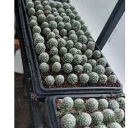 Mammilaria Carmenae