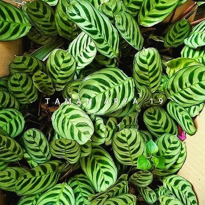 tanaman hias calathea sepat Shopee Indonesia tanaman hias calathea sepat Shopee Indonesia
