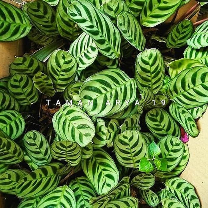  tanaman  hias calathea sepat  Shopee Indonesia