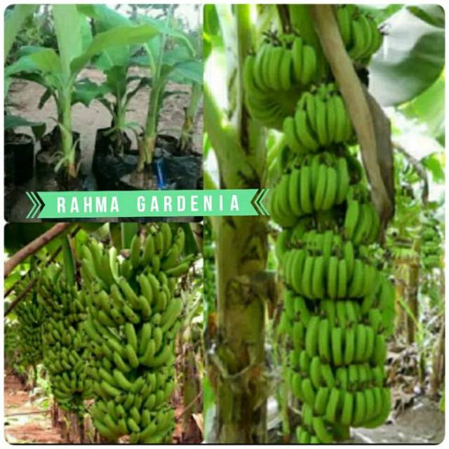 Bibit pisang ambon mini